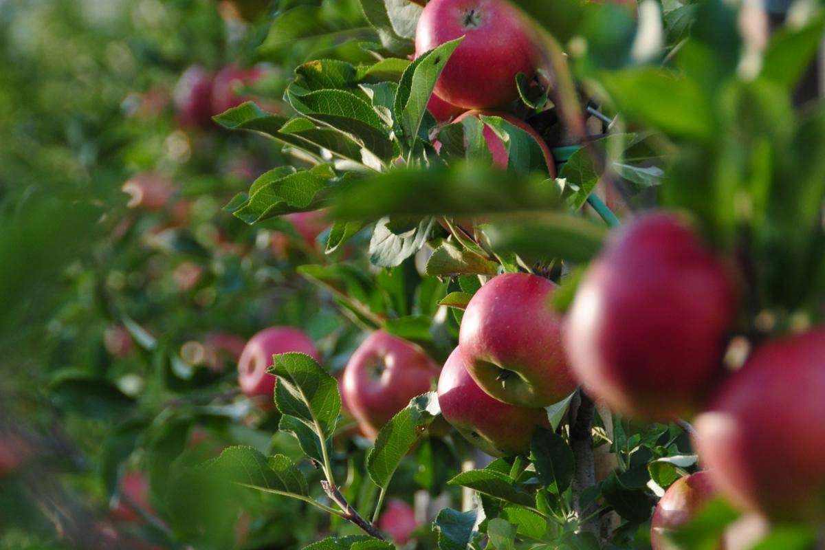 bild-obstgarten_low.jpg